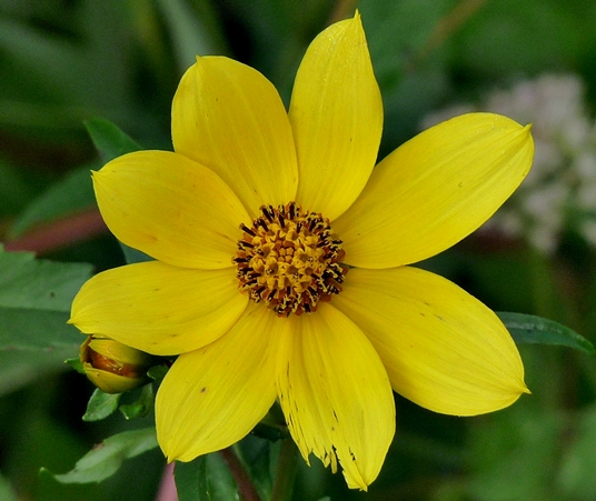 {Bidens laevis}